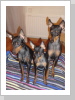 Remus; Leilah; Sirius Remus; Leilah; Sirius