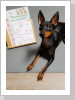 Platz 4 für Jamie v. über 30 Hunden! Bravo!! Platz 4 für Jamie v. über 30 Hunden! Bravo!!