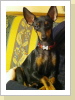 Katy 1 1/2 Jahre