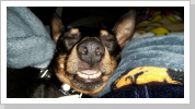 ...zzzhhhh...Jasper im Tiefschlaf ...zzzhhhh...Jasper im Tiefschlaf