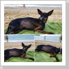 Japer entspannt am Meer Japer entspannt am Meer
