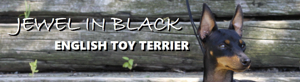 Historical Diamonds Black Jewel (Katy) - english-toy-terrier.at