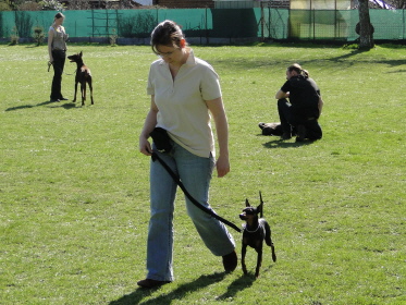 Cosmo beim Training zur BGH1