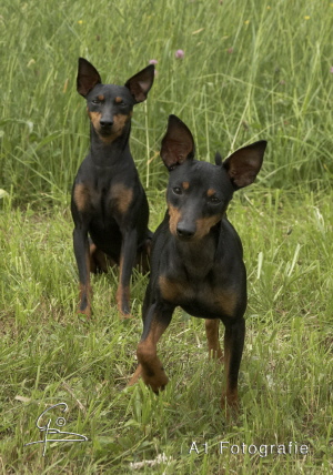 Cosmo & Jasper