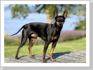 Pacco (Careful Jewel in black) Pacco (Careful Jewel in black)