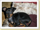 Jasper 11 Wochen