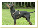 Jasper 2 Jahre