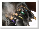 Katy´s Baby´s - 5 auf einen Streich :-) Katy´s Baby´s - 5 auf einen Streich :-)