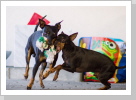 Jake & Dracu Jake & Dracu