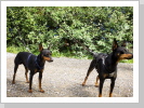 Jake & Dracu Jake & Dracu