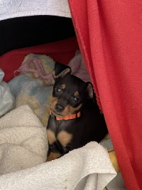 Oliver